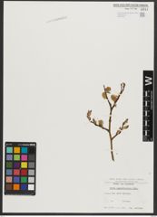 Foto von Salix appendiculata Vill.